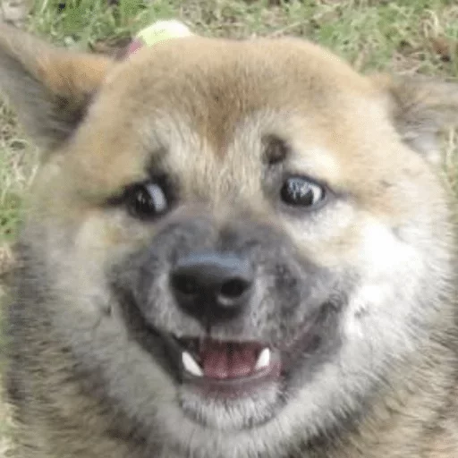 млекопитающее животное рыло