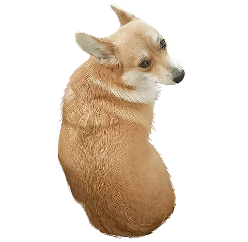 животное млекопитающее домашнее животное