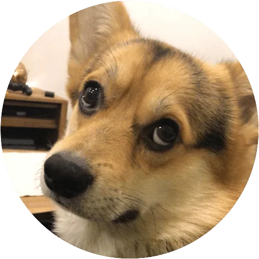 животное млекопитающее собака