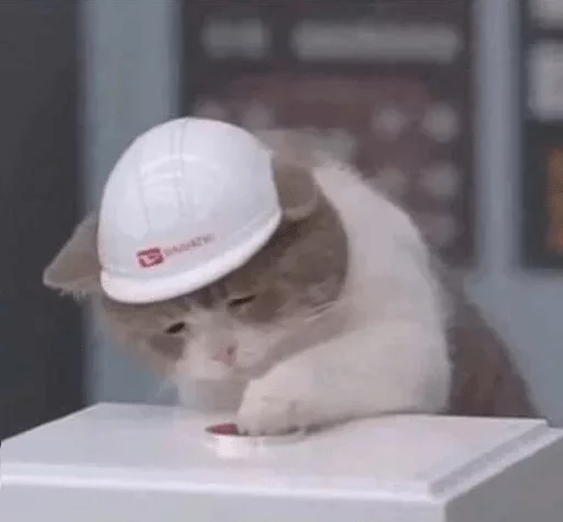 small to medium-sized cats felidae white