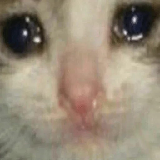 Sticker Hanka’s fav stickers — @stckrRobot - 9