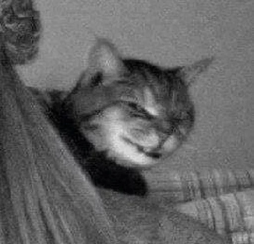 млекопитающее животное кошка