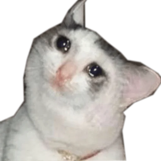 животное млекопитающее кошка