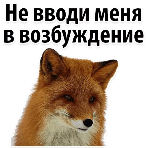 млекопитающее животное СМС