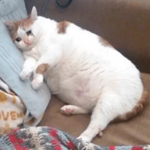 animal cat domestic cat