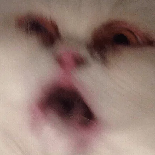 closeup animal mammal