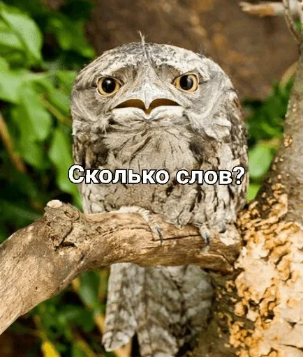 bird animal frogmouth