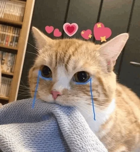 small to medium-sized cats cat felidae