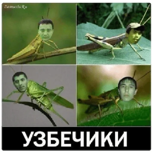 invertebrate cricket arthropod