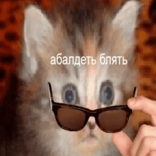 eyewear cat sunglasses