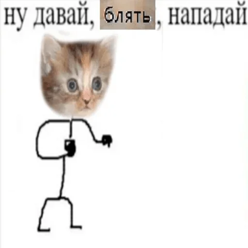 small to medium-sized cats cat domestic cat