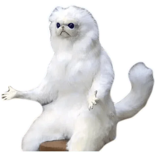 animal domestic cat felidae