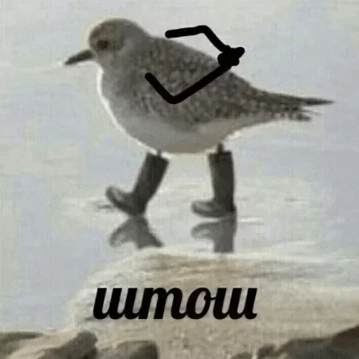 aquatic bird animal bird