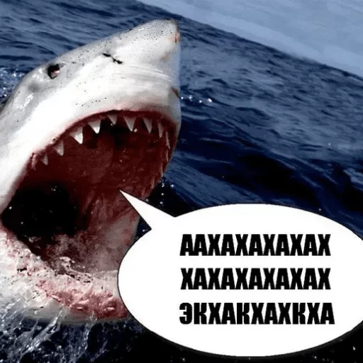 shark soft-finned fish animal