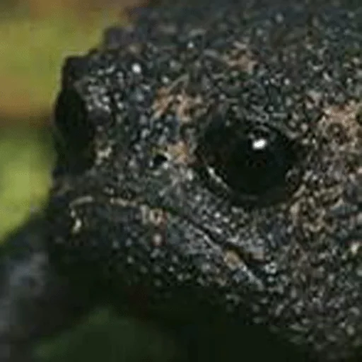 animal reptile scaled reptile