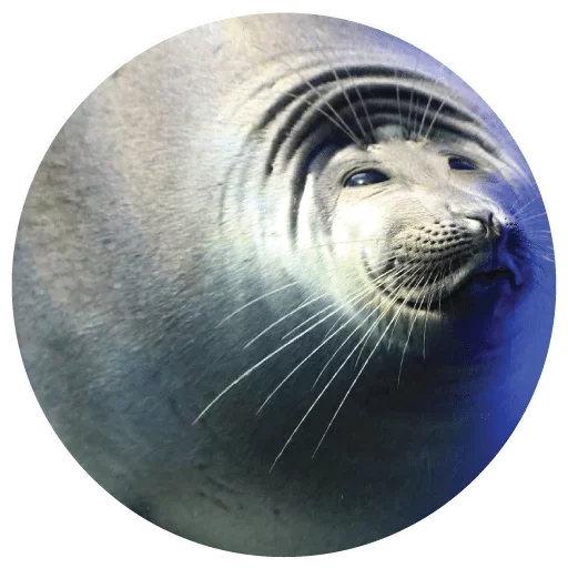 животное млекопитающее морские млекопитающие