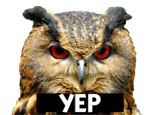 animal bird bird of prey