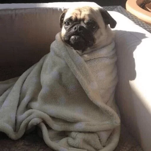 порода собак домашнее животное мопс