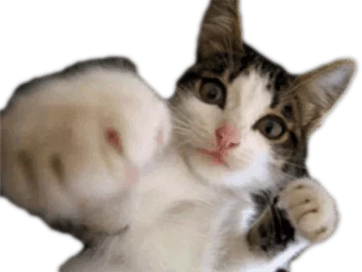 животное млекопитающее кошка