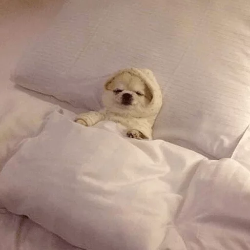 комнатный кровать домашнее животное