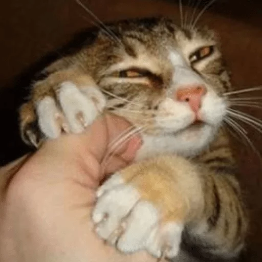 млекопитающее животное кошка