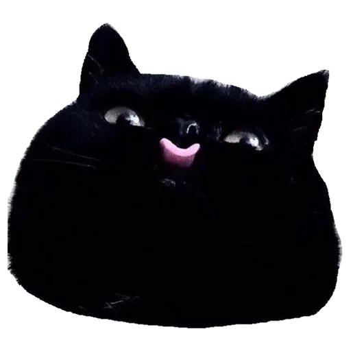 животное кошки малого и среднего размера кошачьи