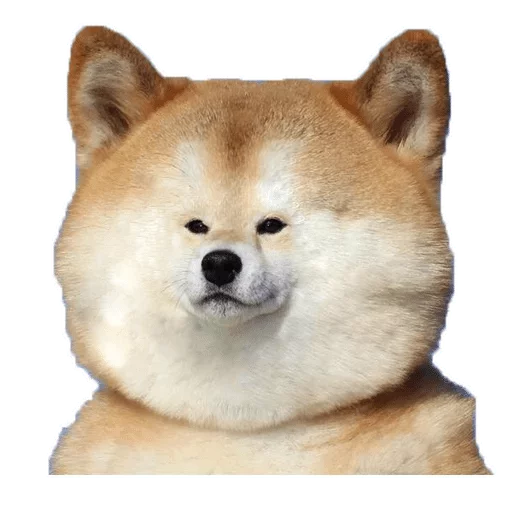 животное млекопитающее домашнее животное