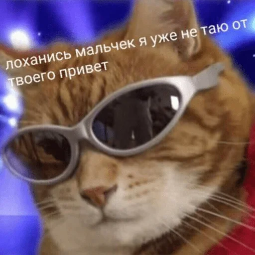 eyewear felidae small to medium-sized cats