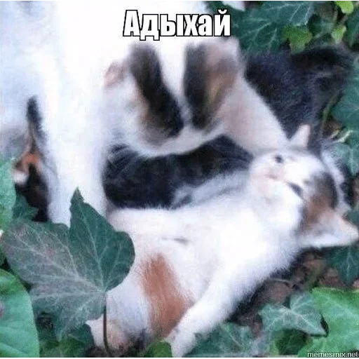 млекопитающее животное домашнее животное