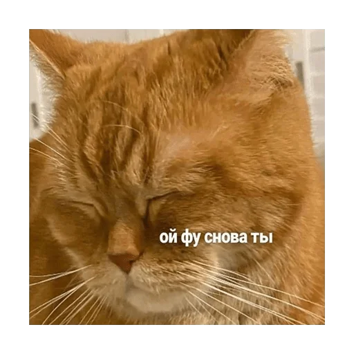 животное млекопитающее кошка