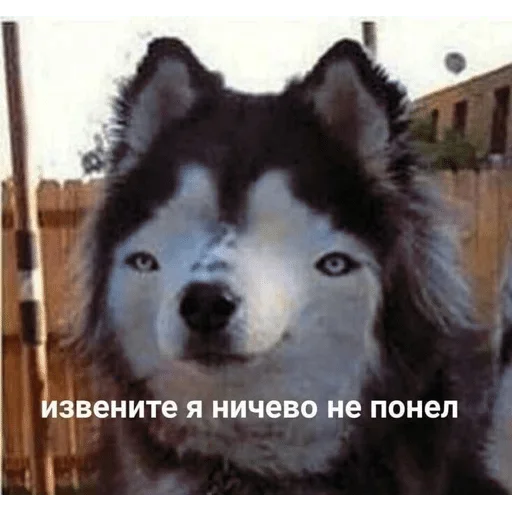 животное млекопитающее хриплый