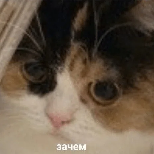 Sticker aaaa — @stckrRobot - 9