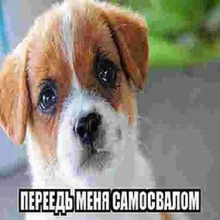 Sticker Чат Рулетка @SpeakAnonBot - 9