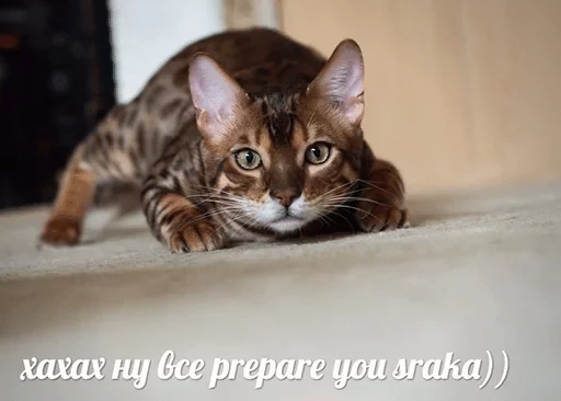 Стикер Lika’s stickars — @stckrRobot - 6