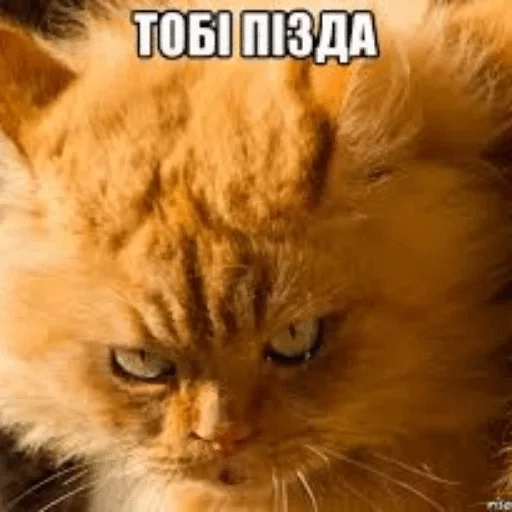 Стикер Lika’s stickars — @stckrRobot - 5