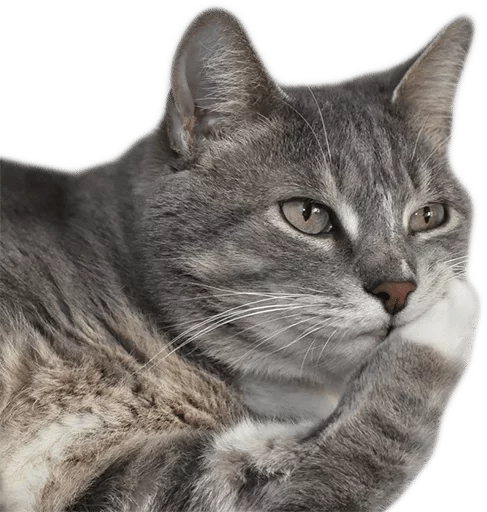 Стикер Lika’s stickars — @stckrRobot - 4