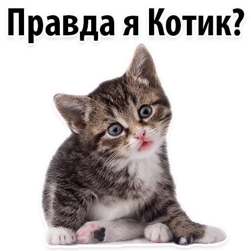 Стикер Lika’s stickars — @stckrRobot - 1