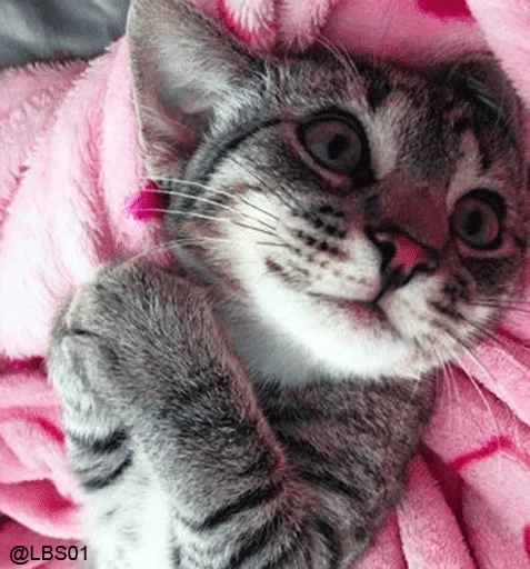 Стикер Lika’s stickars — @stckrRobot - 0