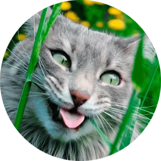 Lika’s stickars — @stckrRobot - 