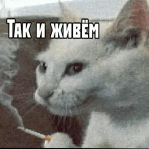 млекопитающее животное кошка