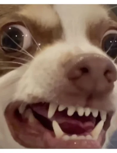 Стикер special_for_xiu - 1