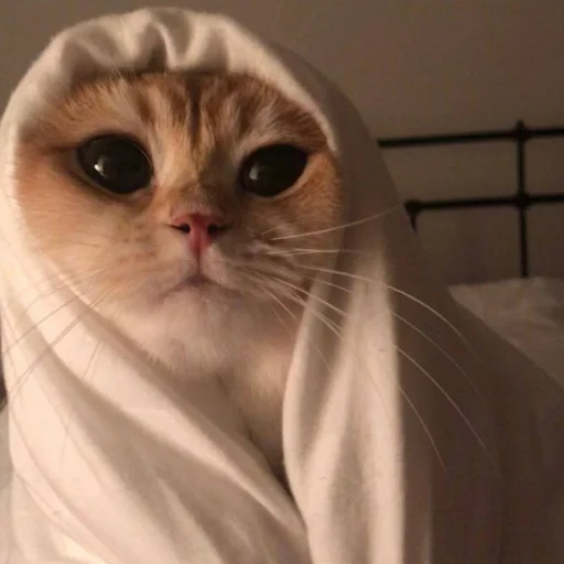 animal small to medium-sized cats indoor