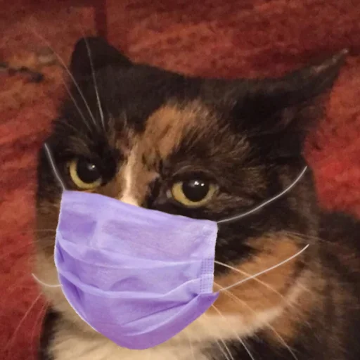 animal small to medium-sized cats felidae