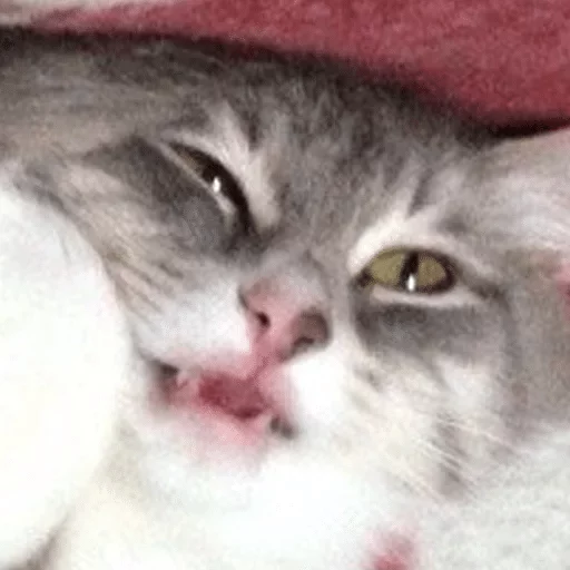 кошка млекопитающее животное