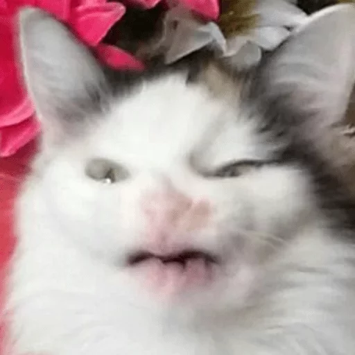 млекопитающее животное кошки малого и среднего размера