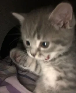 Sticker Кітики - 7