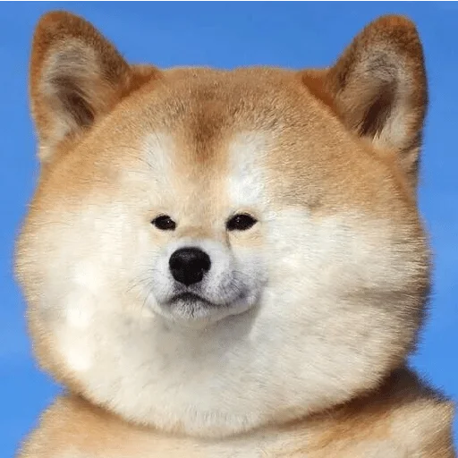 млекопитающее животное рыло