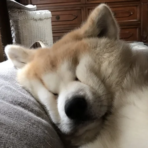 животное домашнее животное млекопитающее