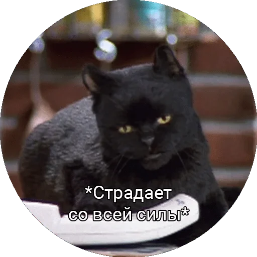 кошки малого и среднего размера млекопитающее чёрная кошка