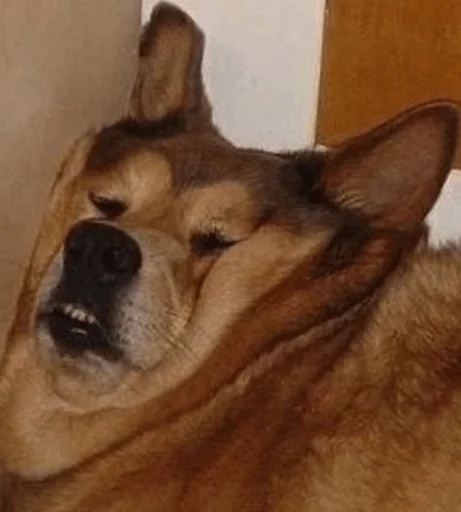 млекопитающее животное домашнее животное